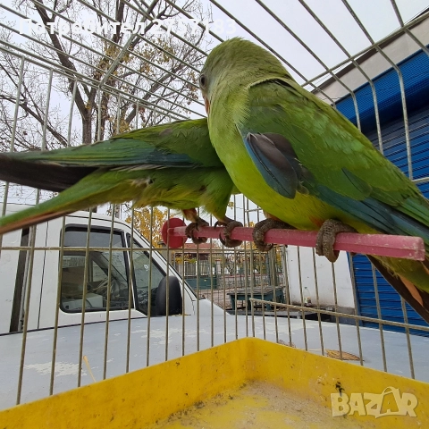 продавам папагал барабанди 2025 г, снимка 3 - Папагали - 52809525