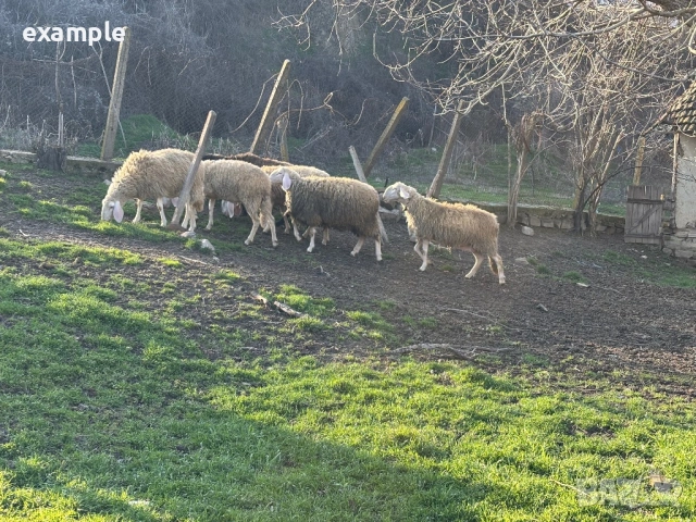 Продават се коча с овцете, снимка 2 - Овце - 53663268