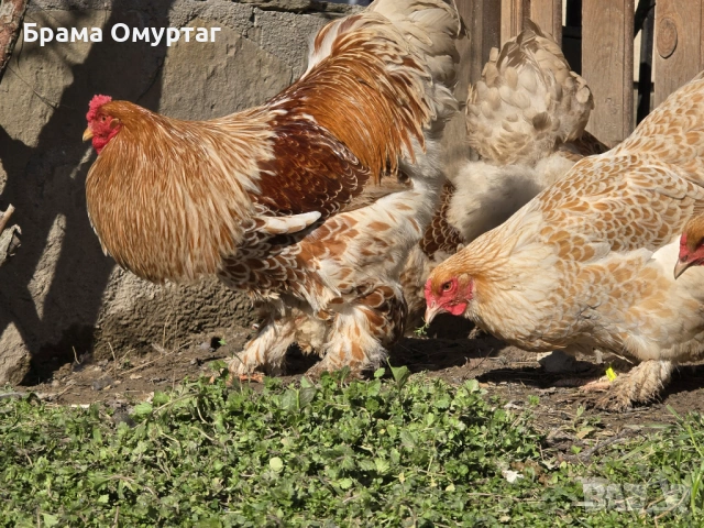 Продавам разплодни яйца от Златно дантелен брама [Buff laced Brahma], снимка 7 - Кокошки и пуйки - 53811364