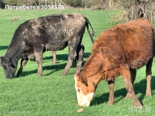 Юници крави телета бикове, снимка 5 - Крави - 54162880