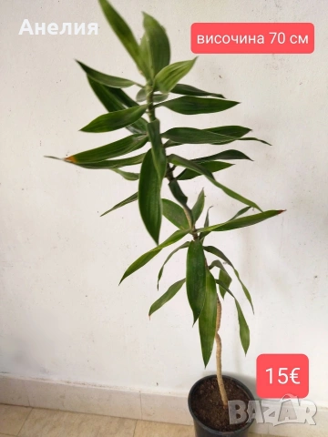 Драцена Ангустифолиа различна, снимка 3 - Стайни растения - 54287321