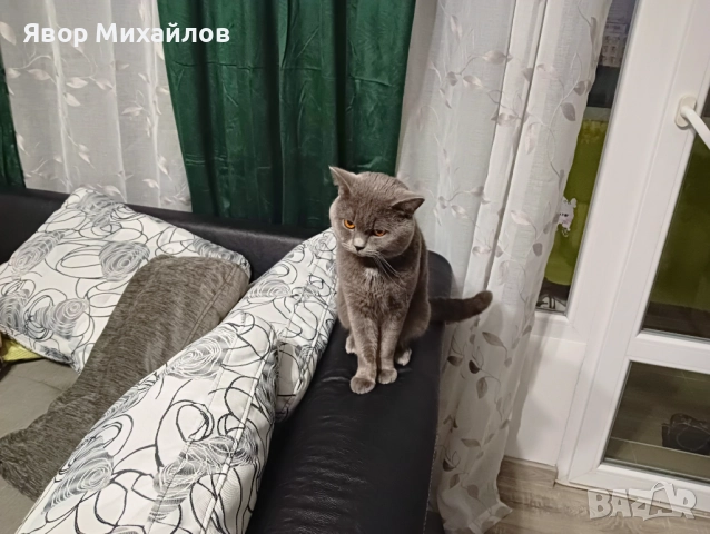 Късокосместа британка , снимка 4 - Британска късокосместа - 52327095