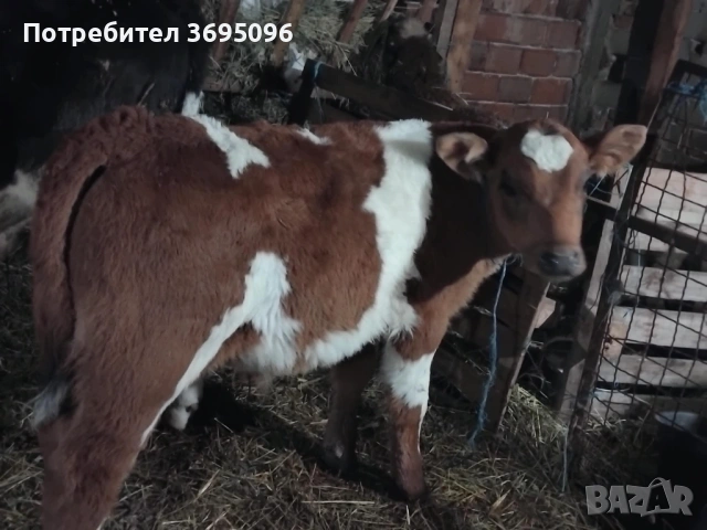 Продавам мъжко теле , снимка 2 - Крави - 53610123