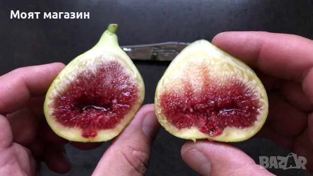 Смокиня микс сортове в обявата, снимка 2 - Градински цветя и растения - 53630239