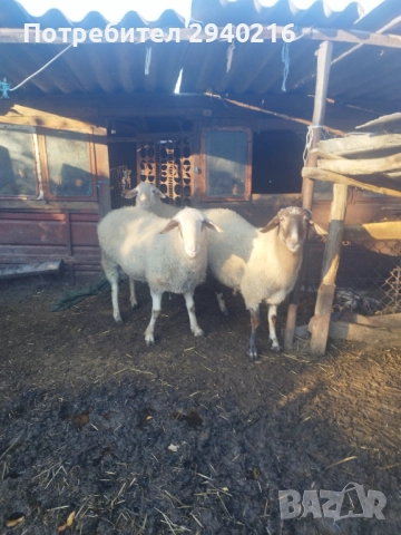 Мъжки кочове