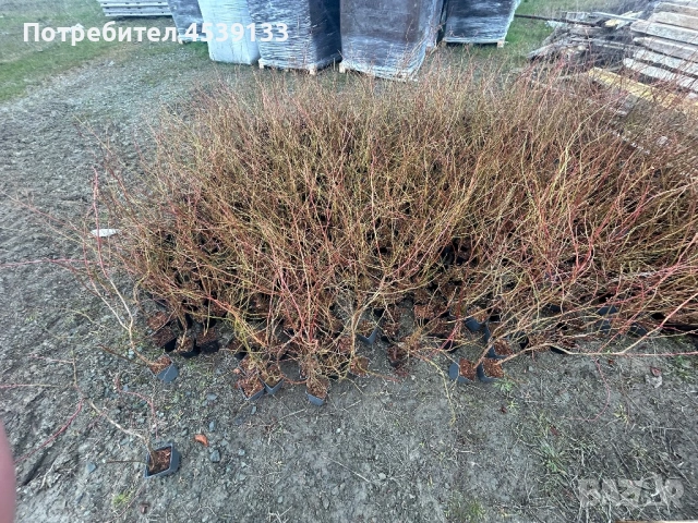 Боровинки сорт ТОРО 3 годишни, снимка 3 - Разсади - 53722307