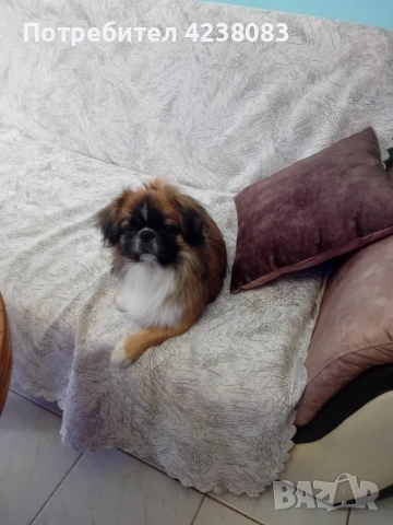 Пекинез, снимка 3 - Пекинез - 54201376