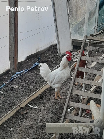 Петлета за петльов ден 