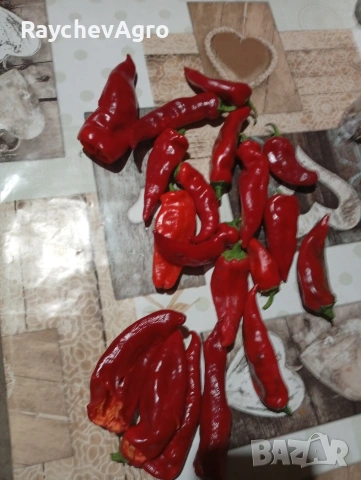 Царска капия, селски пипер семена!, снимка 3 - Сортови семена и луковици - 53701978