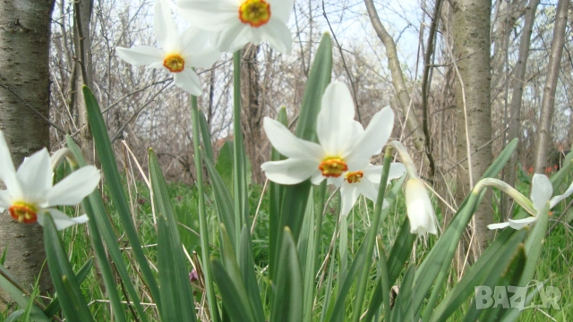 Бял нарцис ( Narcissus)