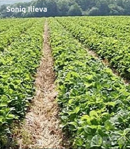 продавам разсад ягоди и малини , снимка 4 - Разсади - 53905722