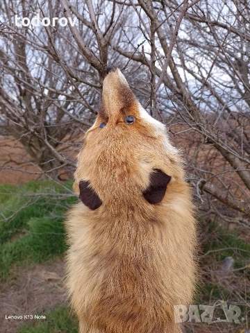 Лисица , снимка 4 - Други животни - 53877394