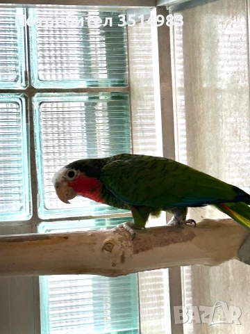 разпродажба, снимка 4 - Папагали - 52749570