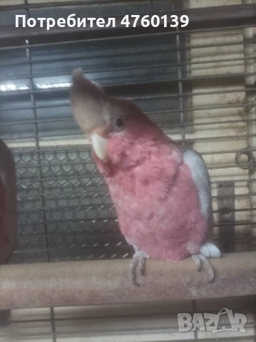 Розово Какаду ръчно хранено