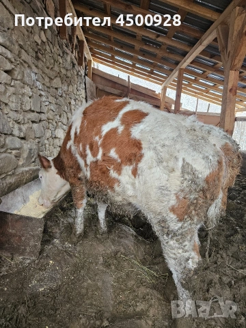 Продавам женско теле симентал 300+ кг., снимка 3 - Крави - 53426805