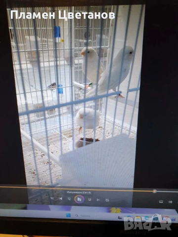 бели рецесивни 