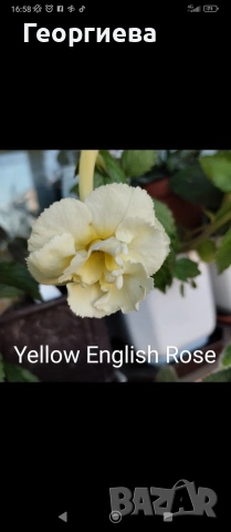 ризоми ахименес , снимка 12 - Градински цветя и растения - 53498563