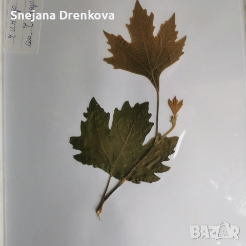 Систематичен хербарий, снимка 4 - Ученически пособия, канцеларски материали - 54219500