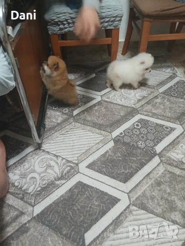 Mini Pomeran, снимка 2 - Померан - 53661268