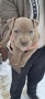 Бебета питбул, снимка 3