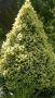 Пицея Дейзи, Picea glauca 'Daisy's White', снимка 4