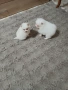 Mini Pomeran, снимка 9