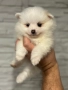 Померан мини , снимка 1