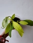 Филодендрон, philodendron Malay Gold, снимка 1