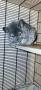 Продавам чинчила, снимка 5