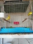 продавам канари , снимка 6
