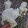 Комплект Цветя Ириси/Бял и мини жълт, снимка 1 - Градински цветя и растения - 45288779