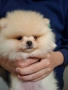 Померан малък шпиц момичета, снимка 5