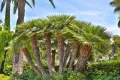 Студоустойчива Палма Хамеропс Chamaerops humilis, снимка 6