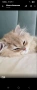 Британска котка  лилаво злато, снимка 3