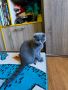 Британска клепоуха късокосместа женска котка 