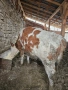 Продавам женско теле симентал 300+ кг., снимка 3