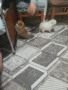 Mini Pomeran, снимка 2