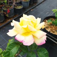Роза „Мадам Мейланд“, Rose Madame A. Meilland, снимка 9 - Градински цветя и растения - 45829808