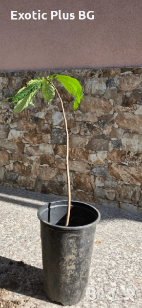 Асимина Трилоба 81см - Реални снимки , снимка 1