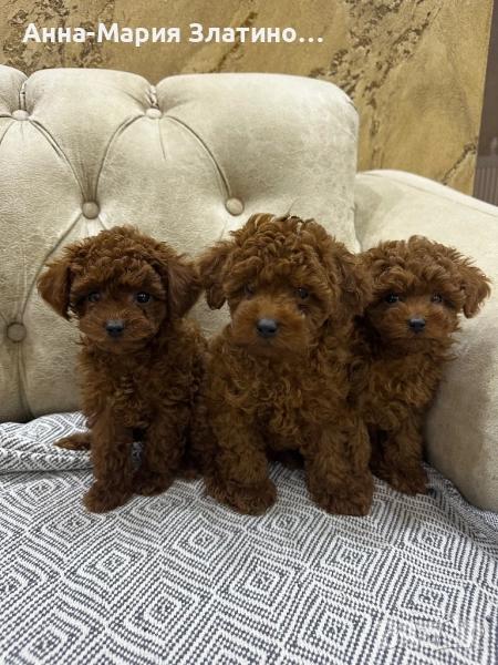 Той пудел момчета и момичета, снимка 1