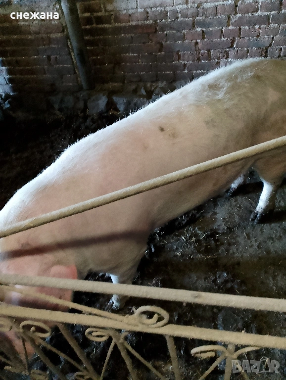Продавам прасе , снимка 1