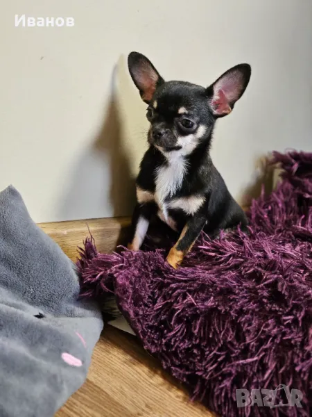 Чихуахуа момиче , снимка 1