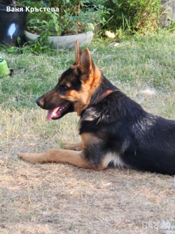 Немска овчарка  продава, снимка 1