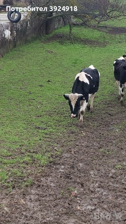 Продавам мъжко теле 550 600кг , снимка 1