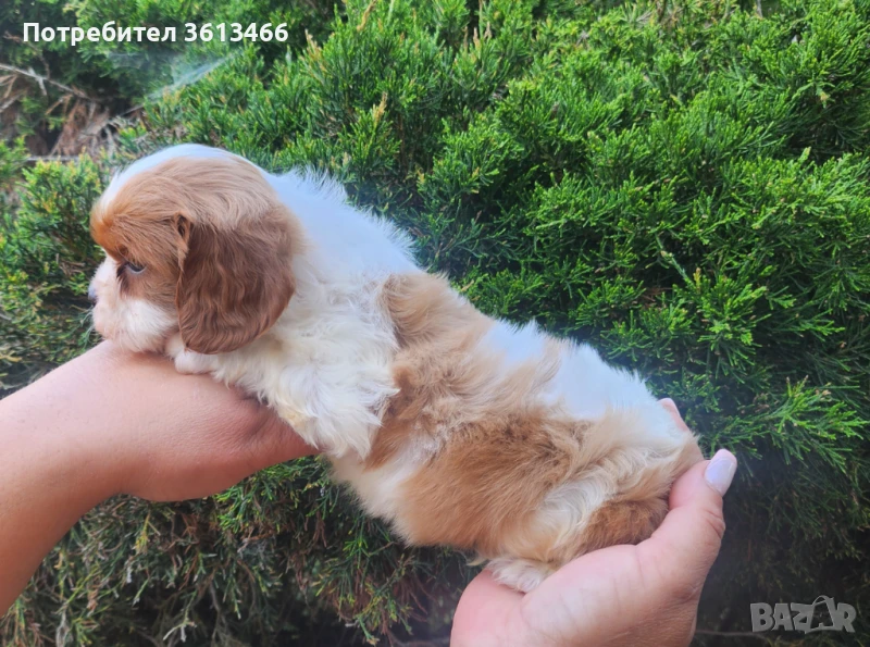 Кавалер кинг чарлз шпаньол мъжко и Женско , снимка 1