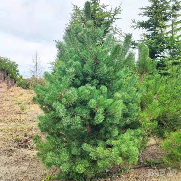 Бял бор, снимка 1