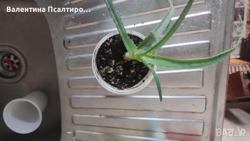 Алое арборесценс , снимка 1