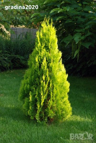 Туя Ауреа Нана Thuja Aurea Nana - златна , снимка 1