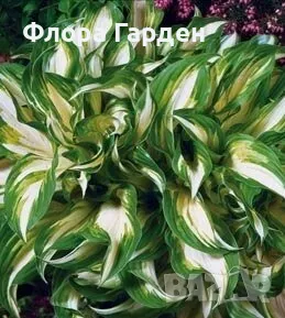 ХОСТА, АСТИЛБЕ - Коренища/ ПРЕДВАРИТЕЛНИ ПОРЪЧКИ, снимка 1