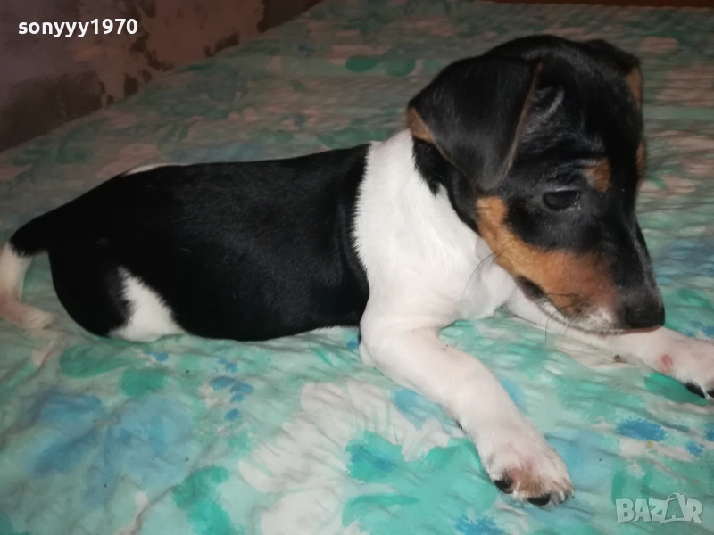 ДЖАК И ОЩЕ КАК-ВИДИН 250ЛВ ЖЕНСКО 0711252143, снимка 1